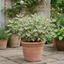 1 Cornus Alba Elegantissima Variegated Dogwood Shrub, Hardy Garden Ready, 3 Litre Root Ball