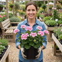 Geranium Pretty Little Pink Splash Plant (5L Pot)