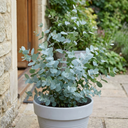 Eucalyptus Gunnii France Blue Tree Plant (5L Pot)
