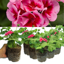 Geranium Calliope Rose Splash Plants (Set of 3 or 6)