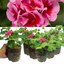 Set of 3 or 6 Large Plants - Geranium Calliope Rose Splash, Ready to Plant in Your Garden