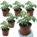 Tomato Rose Crush Variety Plants (Set of 3 or 6)