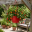 Chilli Pepper Hanging Basket, Spicy Jane, 25cm Pots