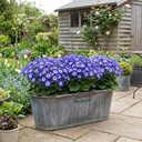 Senetti Magic Blue Plant (2L Pot)