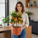 Calamondin Orange Tree 5Ltr, Indoor Citrus Tree, Pots