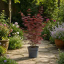 3 Litre Red Acer Tree, Japanese Maple Plant, Nursery Pots