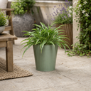 3 Litre Hosta Silly Strings Plants in Nursery Pots