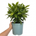 Aucuba Golden King Plant (5L Pot)