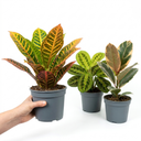 3 Colourful Foliage Indoor Plants, Croton Petra, Maranta Lemon Lime & Ficus Belize, 1 Litre Root Ball