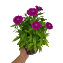 Dianthus Dart Purple Plant (2L Pot)