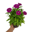 1 Large Plant - Dianthus Dart Purple, Ready to Plant in Your Garden, 2L Pot