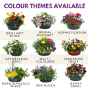 7 Colour Coordinated Plants - Berry Swirl Theme Speedplanter, Garden Ready