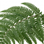 6 Braun's Holly Fern Polystichum Braunii Plants, Hardy Evergreen Perennial, 1Ltr Root-Ball