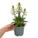 Digitalis Dalmatian Cream Plant (2L Pot)