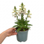1 Large Plant - Digitalis Dalmatian Cream, Ready to Plant in Your Garden, 2L Pot