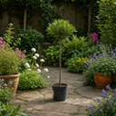 3L Bay Tree 60-70cm, Culinary Evergreen, Nursery Pots