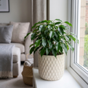 Ficus Danielle Weeping Fig Indoor Plants