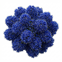 Ceanothus Concha Plants