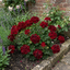 Set of 3 or 6 Large Plants-Geranium Calliope Dark Red, Ready To Plant In Your Garden