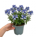 Nemesia Nuvo Blue 180 Plant (2L Pot)