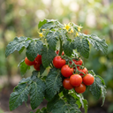 Tomato Totem Plants (Set of 3 or 6)
