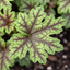 Heuchera Tapestry