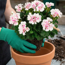 Pelargonium Toscana Dolce Vita Stella Plants (Set of 3 or 6)
