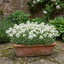 1 Arabis Aubris White Rockcress Plant, Hardy Alpine Perennial Ground Cover, 2L Root Ball