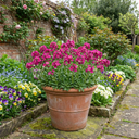 Arabis Aubris Deep Rose Plants (Set of 3 or 6)