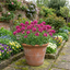 Set of 3 or 6 Large Plants - Arabis Aubris Deep Rose, Ready to Plant in Your Garden, 1L