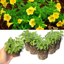 Calibrachoa Cabaret Pure Yellow Plants (Set of 3 or 6)