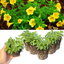 Set of 3 or 6 Large Plants - Calibrachoa Cabaret Pure Yellow, Outdoor Garden Ready