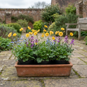 Geum Lady Stratheden Plants (Set of 3 or 6)