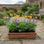 Set of 3 or 6 Geum Lady Stratheden Hardy Perennial Plants, Yellow Summer Flowering, Bee Friendly Cottage Garden Plants, Outdoor Garden Ready, 1 Litre Root-Ball