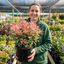 1 Photinia Fraseri Pink Crispy Plant, Evergreen Hedge Shrub, Outdoor Garden Ready, 3 Litre Root Ball
