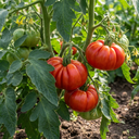 Tomato Supersteak Variety Plants (Set of 3 or 6)