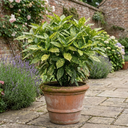 Aucuba Golden King Plant (5L Pot)