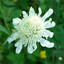 Scabious Kudo White