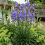 3 Campanula Persicifolia Caerulea Hardy Blue Bellflower Plants, Outdoor Garden Ready, 11cm Root-Ball