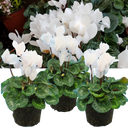 Cyclamen Flame White Plants (Set of 3 or 6)