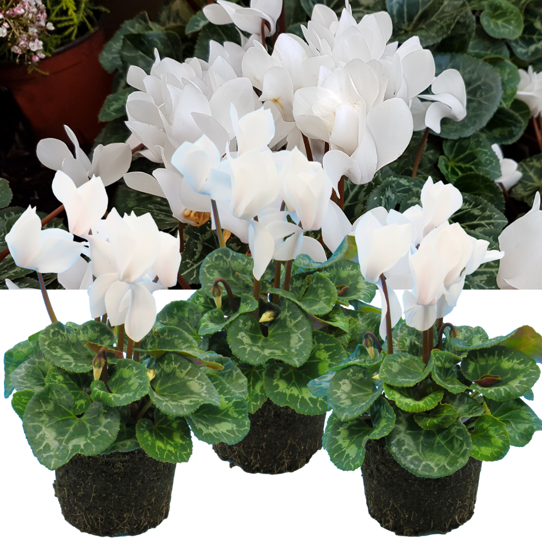 Cyclamen Flame White – Winter Bedding (Set of 3 or 6)