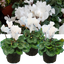 Set of 3 or 6 Large Plants - Cyclamen Flame White, Ready to Plant in Your Garden, 1L