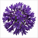 Agapanthus Poppin Purple Plant (2L Pot)