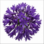 1 Large Plant - Agapanthus Poppin Purple, Ready to Plant in Your Garden, 2L Pot