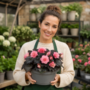 Begonia Non Stop Mocca Light Pink Plant (5L Pot)