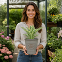3Ltr Hosta Tears from Heaven, Shade Perennial, Nursery Pots