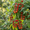 Tomato Cherry Falls Variety Plants (Set of 3 or 6)