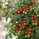 Tomato Lizzano Variety Plants (Set of 3 or 6)