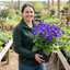 1 Senetti Violet Pericallis Plant, Colourful Outdoor Summer Bedding Flower, Garden Ready, 17cm Root-Ball