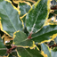 Elaeagnus Viveleg
